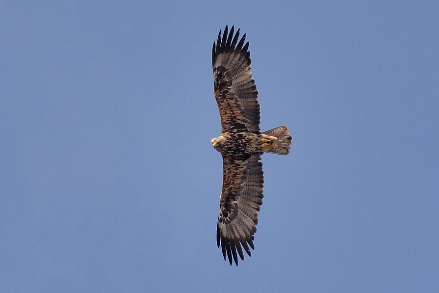 Şah Kartal