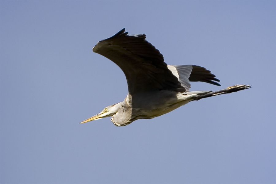 Gri Balıkçıl