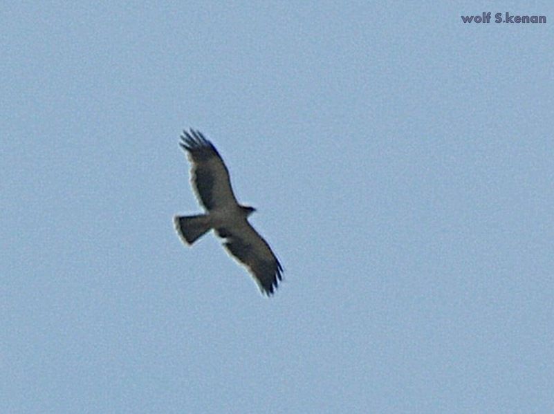 Küçük Kartal