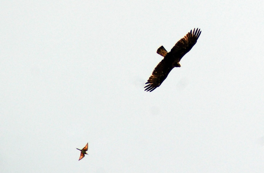 Şah Kartal