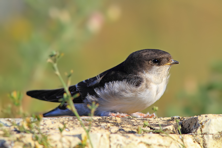 Ev Kırlangıcı