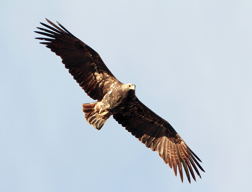 Şah Kartal