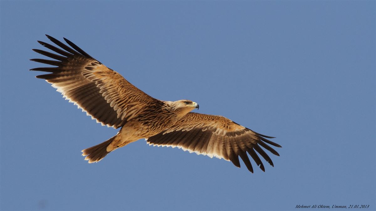 Şah Kartal
