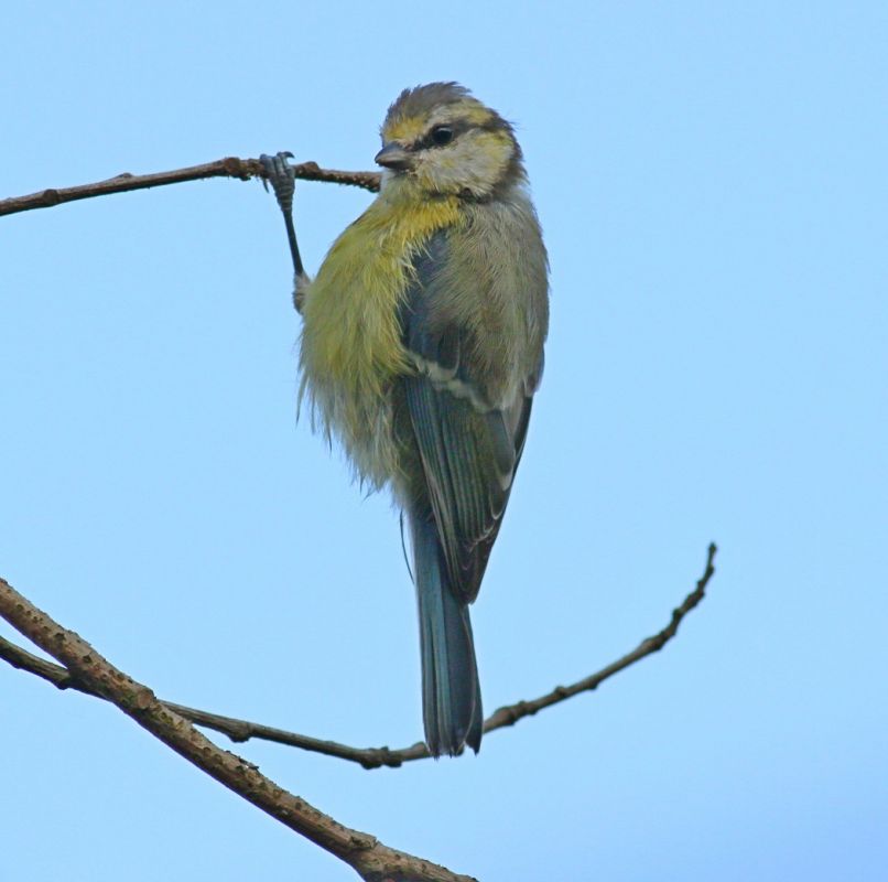 Mavi Baştankara