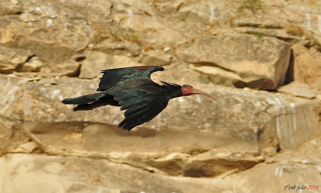 Kelaynak