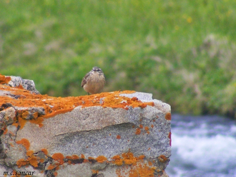 Dağ İncirkuşu