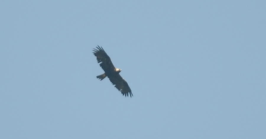 Şah Kartal