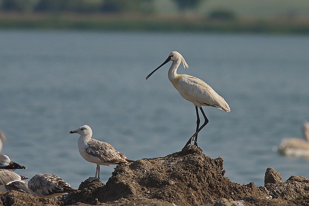 Kaşıkçı
