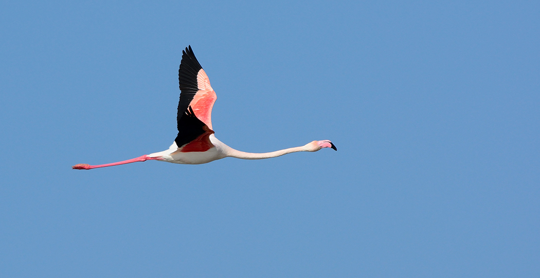 Flamingo