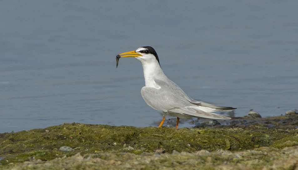 Küçük Sumru