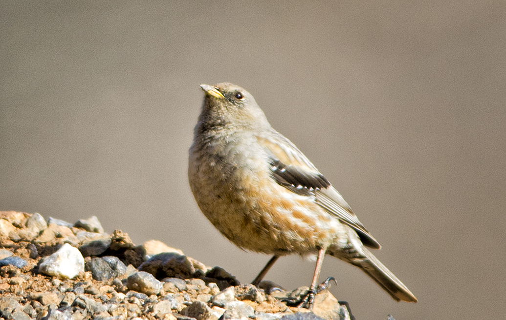 Büyük Dağbülbülü