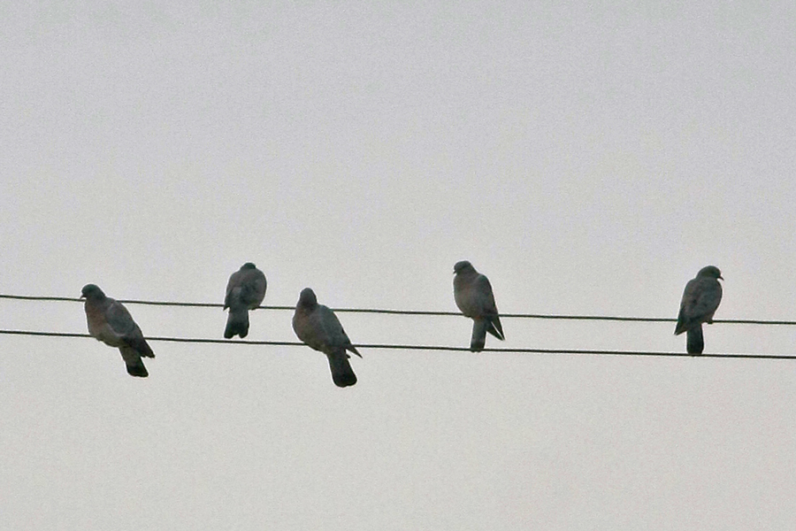Gökçe Güvercin