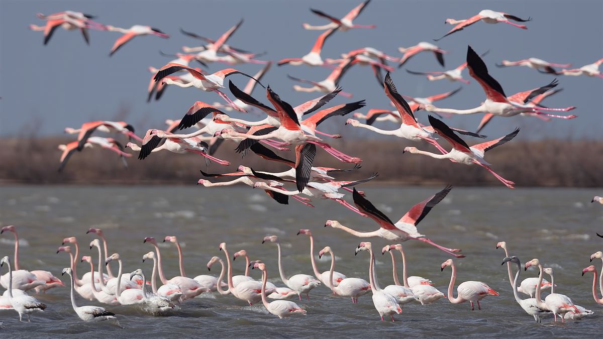 Flamingo