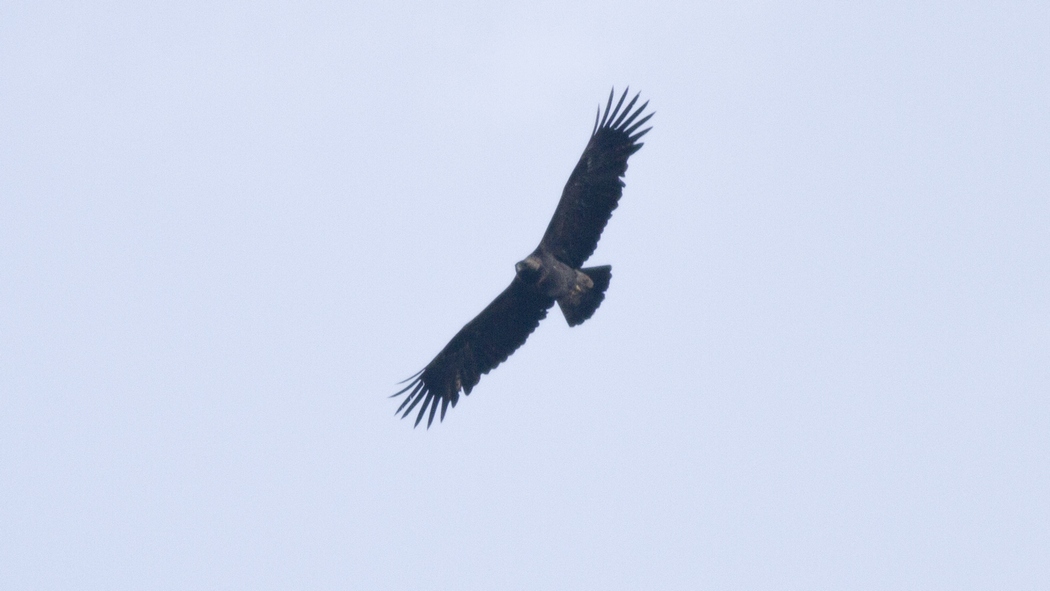 Şah Kartal