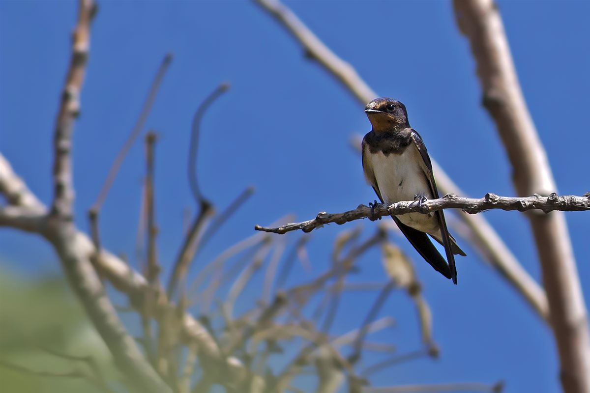 Kır Kırlangıcı