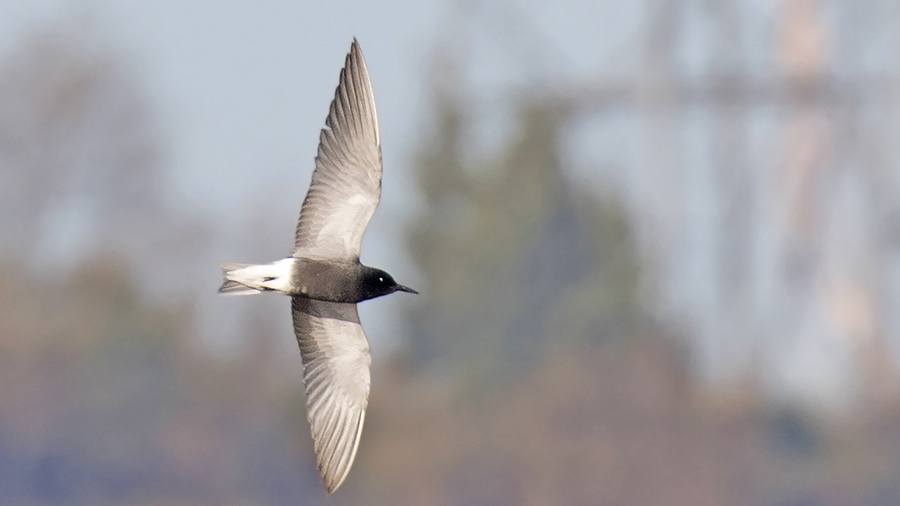 Kara Sumru