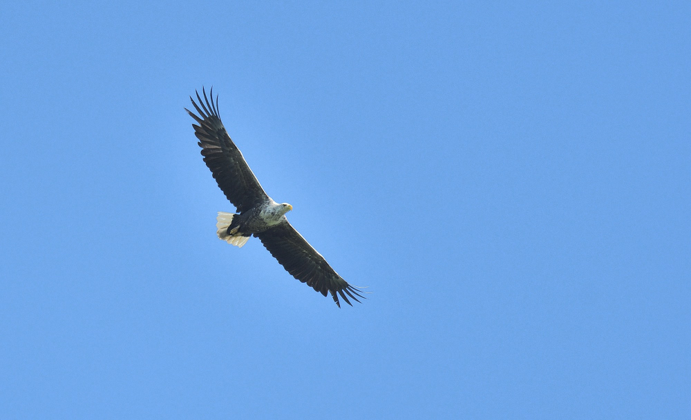 Akkuyruklu Kartal