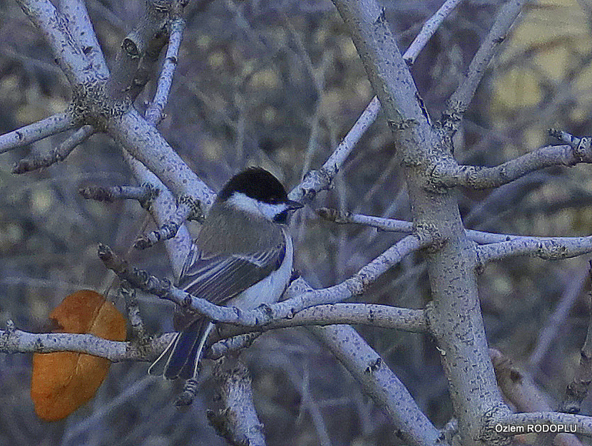 Akyanaklı Baştankara