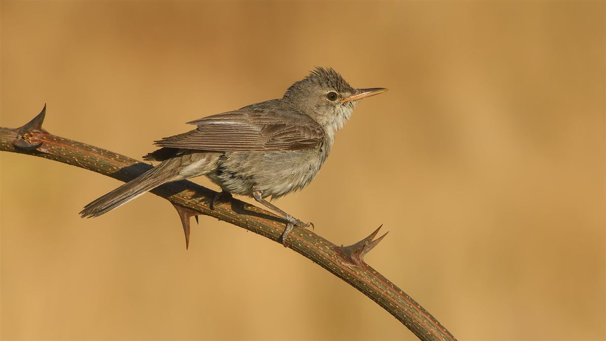 Zeytin Mukallidi
