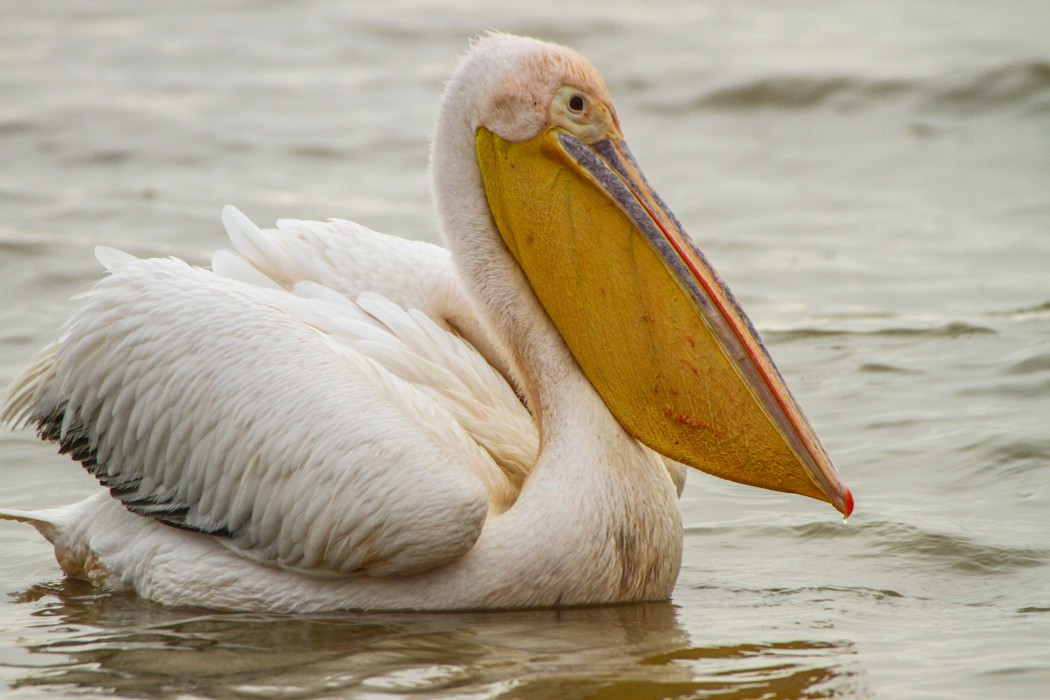 Ak Pelikan