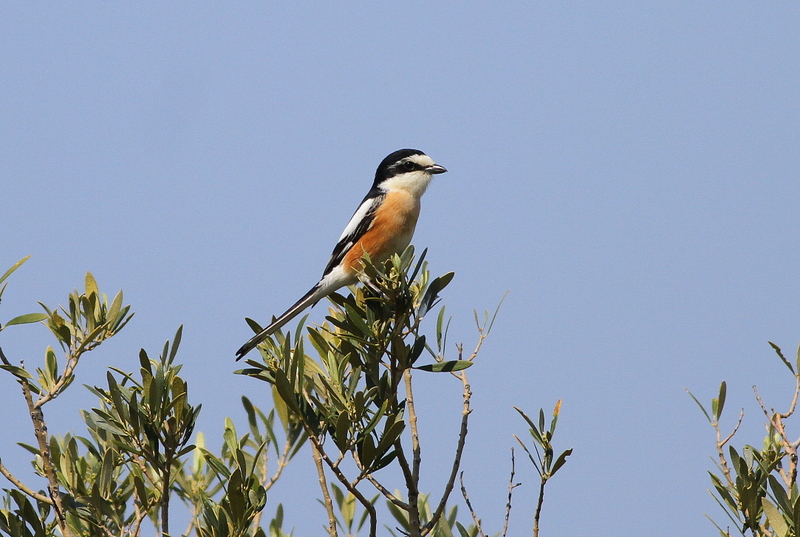 Maskeli Örümcekkuşu