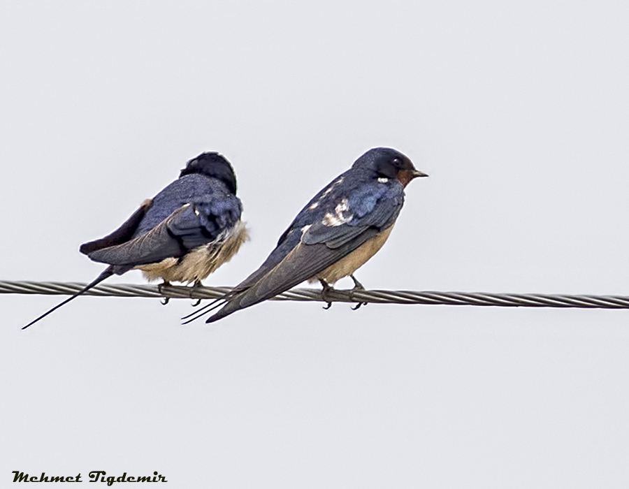 Kır Kırlangıcı
