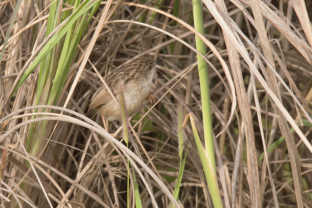 Dikkuyruklu Ötleğen