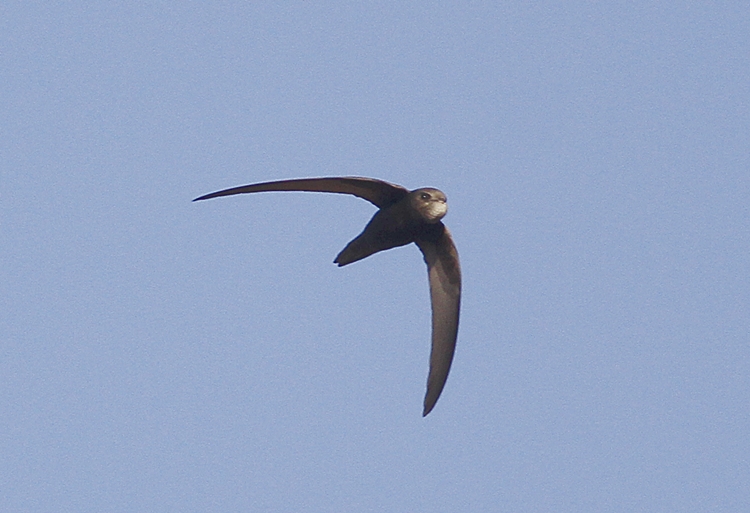 Ebabil