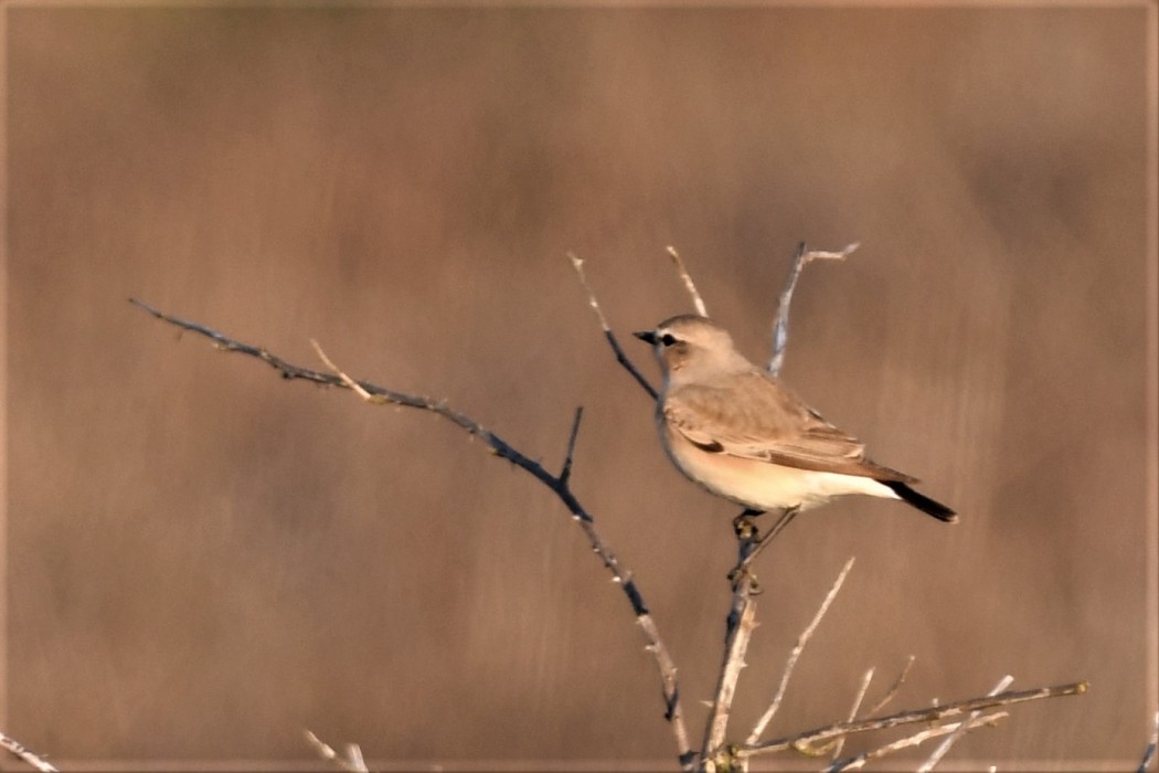 Boz Kuyrukkakan