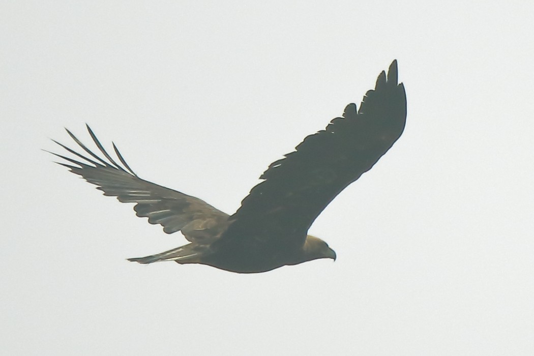 Şah Kartal