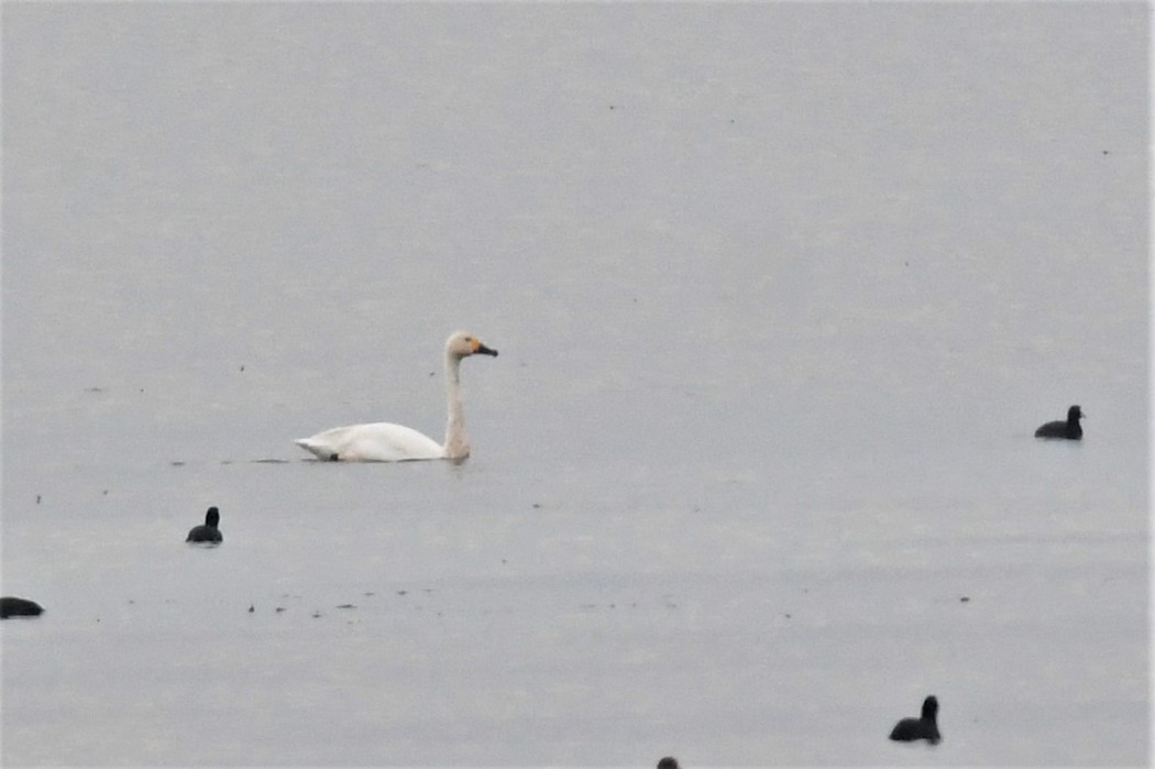 Küçük Kuğu