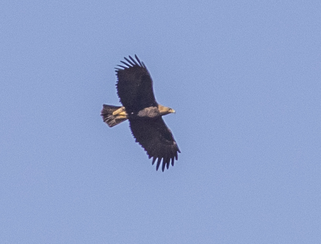 Şah Kartal