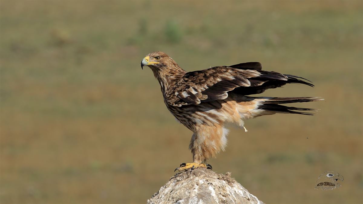 Şah Kartal