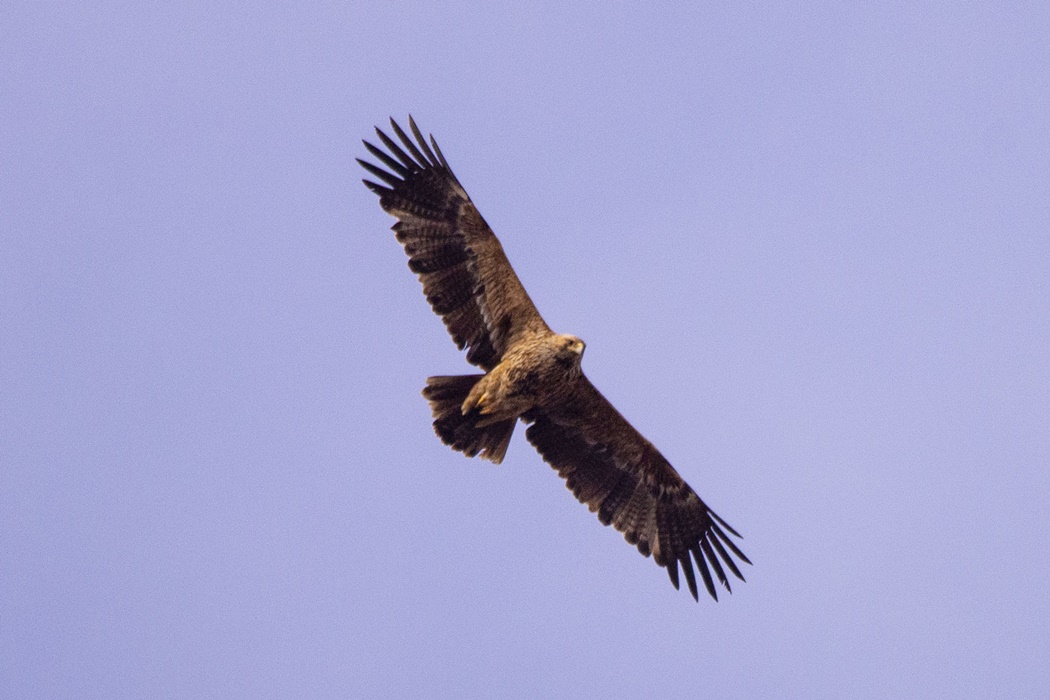Şah Kartal