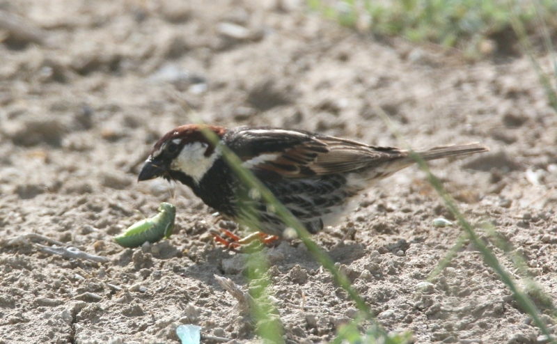 Söğüt Serçesi