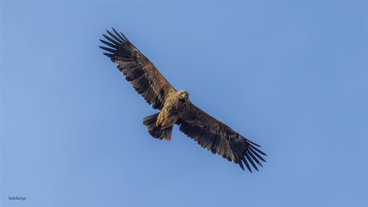 Şah Kartal