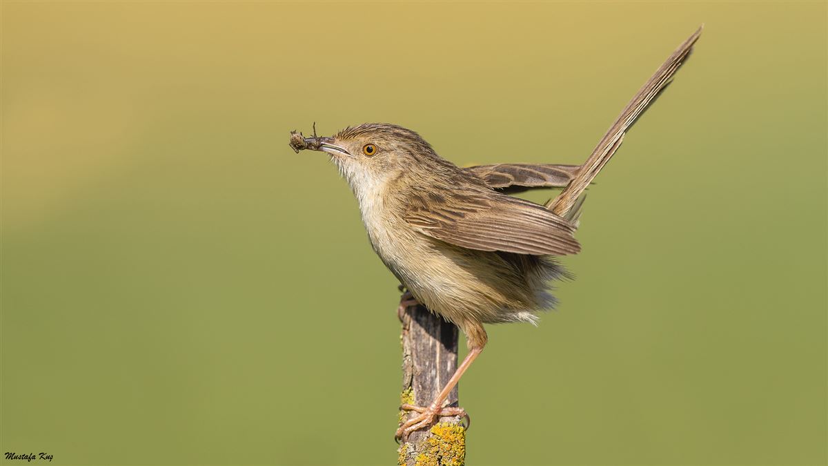 Dikkuyruklu Ötleğen