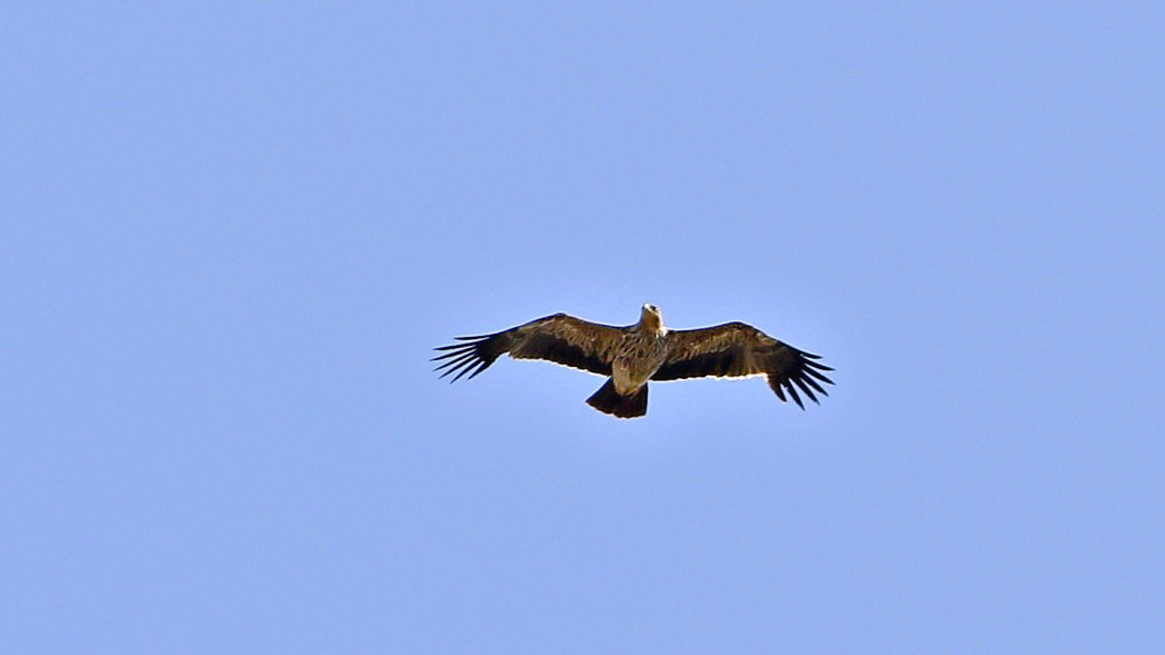 Şah Kartal