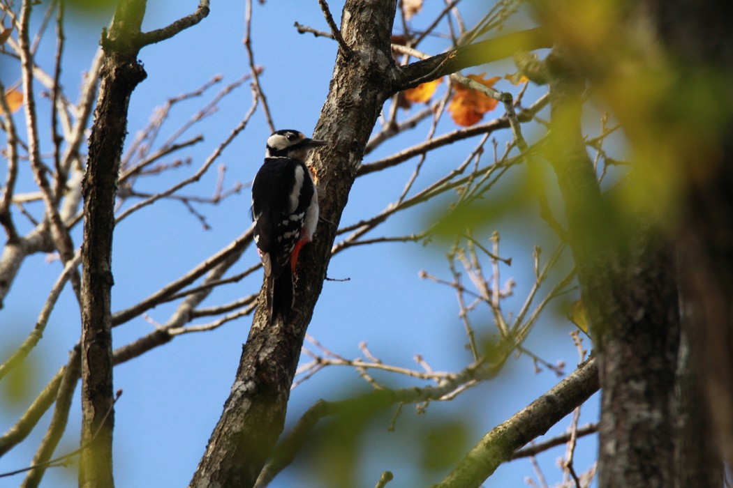 Orman Alaca Ağaçkakanı