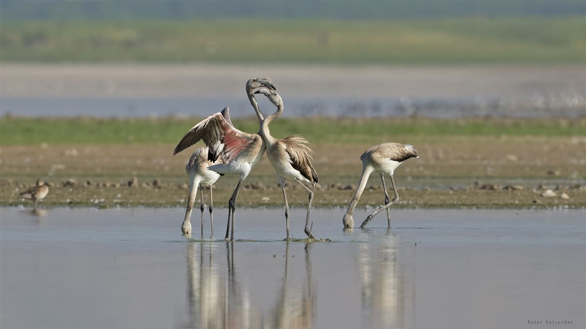 Flamingo