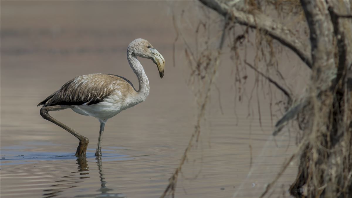 Flamingo