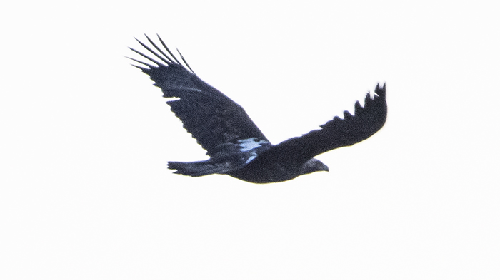 Şah Kartal