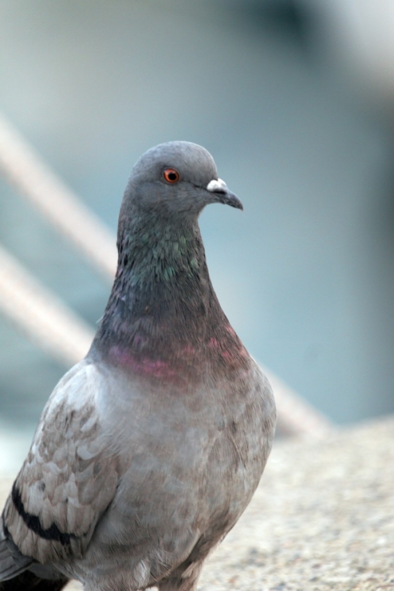 Kaya Güvercini