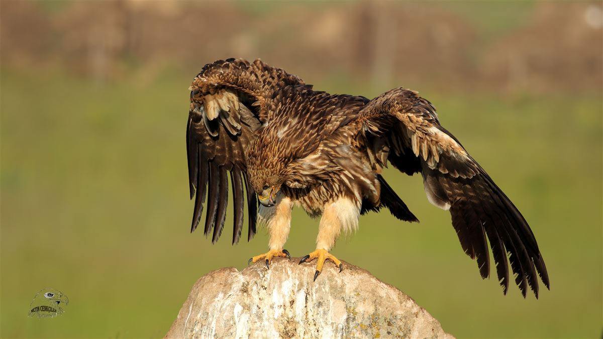 Şah Kartal