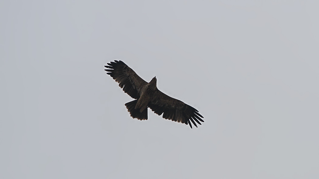 Şah Kartal