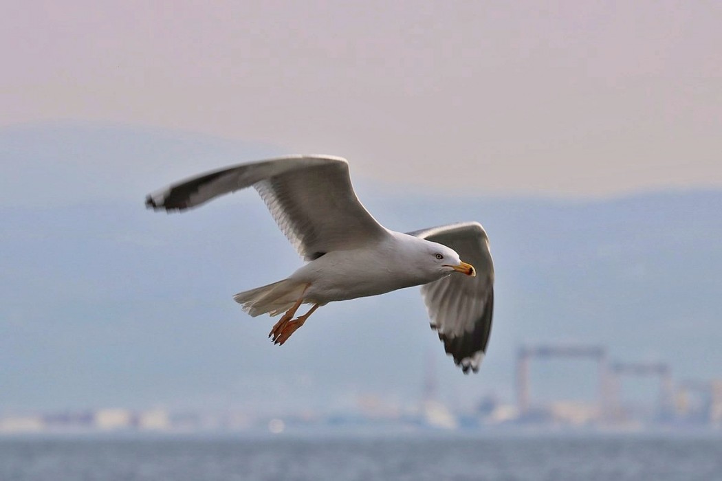 Gümüş Martı