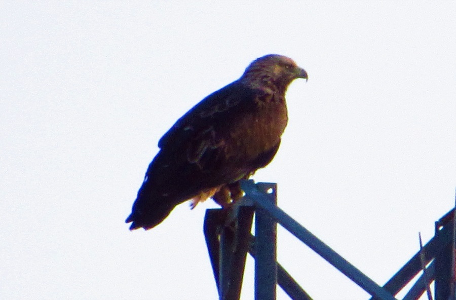 Şah Kartal