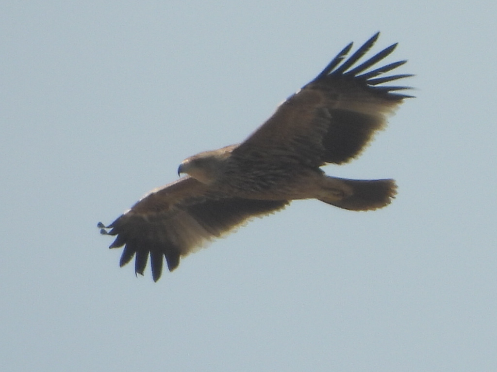 Şah Kartal