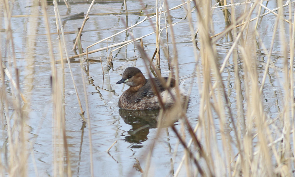 Küçük Batağan