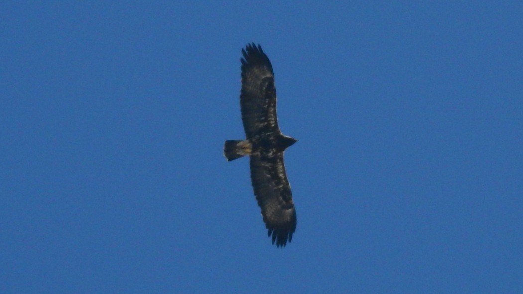 Şah Kartal